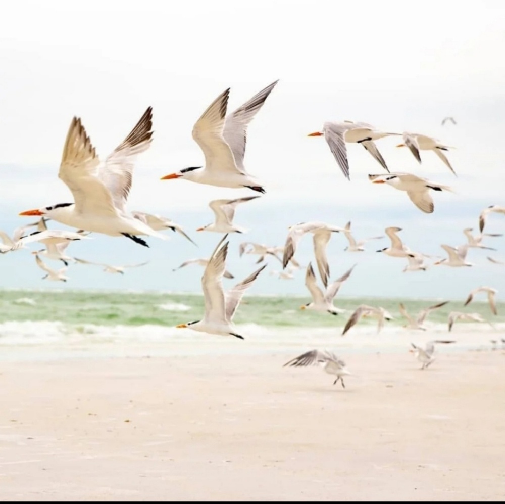 Coastal Beach Canvas Wall Art SET